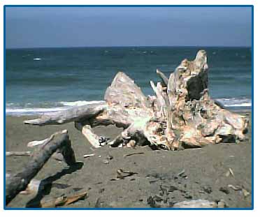 driftwood-atBandpn